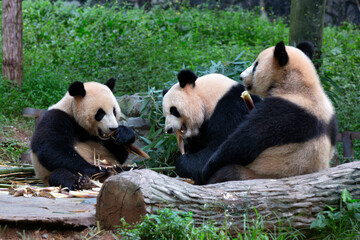 Three giant pandas has lunch, Giant Panda Breeding Research Base (Xiongmao Jidi), Chengdu, China © xamnex