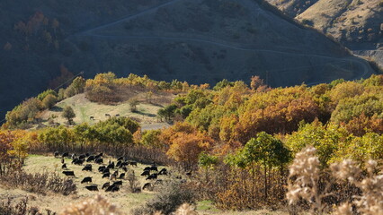 A flock of goats and sheep grazing on mountaintops in autumn