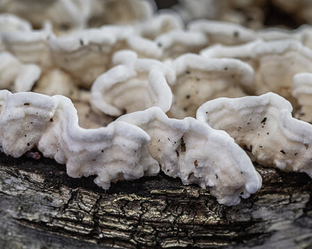 gloeoporus dichrous o tambien llamado hongo bicolor
