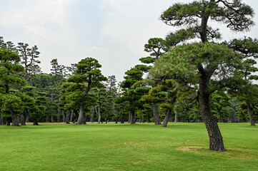 green park and skyscrapers in Tokyo, Japan