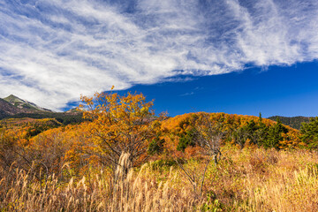 大カエデ周辺からの紅葉風景　乗鞍高原