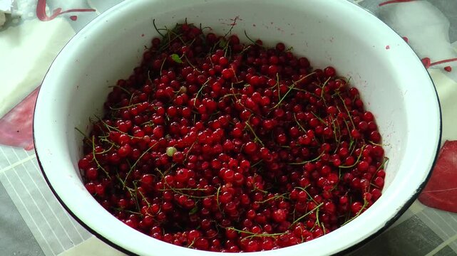A bowl with berries red currant is on the table.
