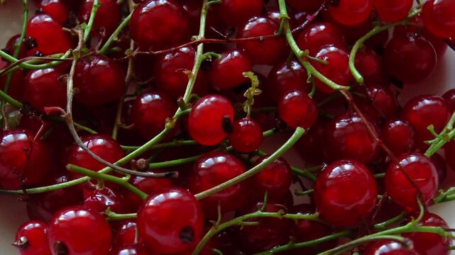 Big tasty red currant berries in a bowl close-up. Rotation.