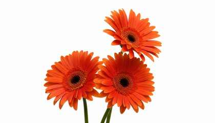 Three orange gerbera flowers isolated on white background in full bloom