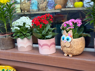 Colorful flowers in decorative pots with a cute cat planter on a shop window. Joyful design, everyday creativity, and the playful charm of urban street decor.