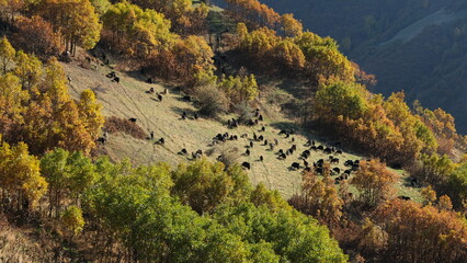 A flock of goats and sheep grazing on mountaintops in autumn