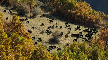 A flock of goats and sheep grazing on mountaintops in autumn