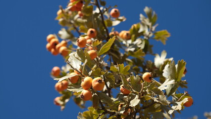 Autumn fruits ripening on wild hawthorn tree
