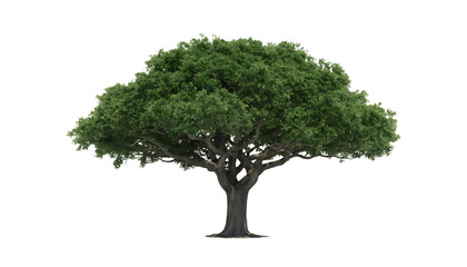 A large, healthy oak tree with a full canopy of green leaves, isolated on a transparent background
