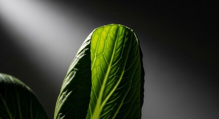 Dramatic Botanical Study: Light Captures The Intricate Veins Of A Healthy Leaf