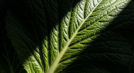 Dramatic Botanical Study of a Lush Green Leaf With Captivating Light and Shadow