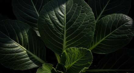 Dramatic Botanical Study of Lush Green Leaves with Striking Texture and Form