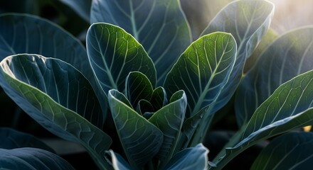 Dramatic Close-Up of a Radiant Green Plant, Capturing Natural Leaf Vein Details Perfectly