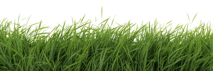Fototapeta premium Closeup view of lush green grass blades against a clean transparent background, isolated on transparent background