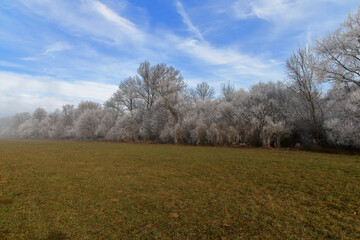 Fototapeta premium Winter's touch paints the trees with frost against a bright blue sky.