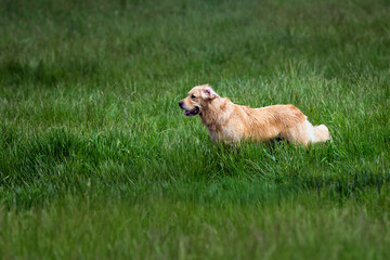 2025-05-30 SIDE SHOT OF A GOLDEN RETRIEVER STANDING IN A LUSH GREEN FIELD OF GRASS AS THE OFF LEASH DOG AREA AT MARYMOOR PARK IN REDMOND WASHINGTON