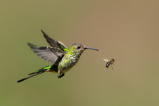 White-necked jacobin (Florisuga mellivora) female flying next to the bee, Amazonia lodge, Manu national park, Cusco, Peru