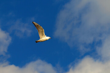A seagull flies high in a bright blue sky with a few fluffy clouds.