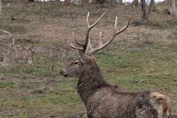 A stunning stag with impressive antlers stands gracefully in a grassy field.