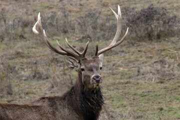 A regal stag displaying its impressive antlers in a natural environment, a striking image.