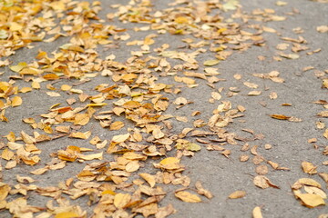 Bright yellow leaves cover a gray pathway showcasing the beauty of fall The scene captures the quiet and peaceful atmosphere typical of autumn afternoons