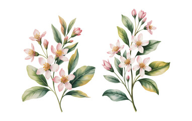 Jasmine flowers with green foliage, vintage watercolor style.