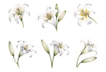 White lily watercolor flower set.