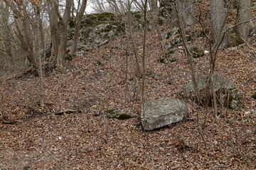 Autumn forest scene with rocks and fallen leaves, creating a natural landscape during fall season.
