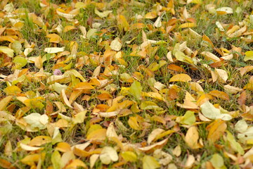 A vibrant mix of yellow and orange leaves covers the ground in a park The scene captures the beauty of autumn showcasing fallen leaves amidst grass