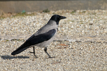 A hooded crow in its natural habitat, walking on a gravel path under the sun.