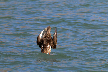 A mallard duck takes flight, creating a splash as it enters the cool water.