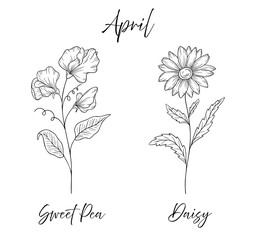 April birth flowers sweet pea and daisy, line art vector illustrations set, black and white botanical illustration, elegant floral sketch, hand drawn monochrome flower design, tattoo style