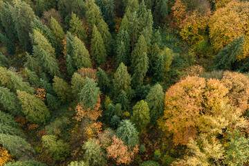 Aerial View Of Autumn Forest With Green Conifers And Golden Deciduous Canopy From Above