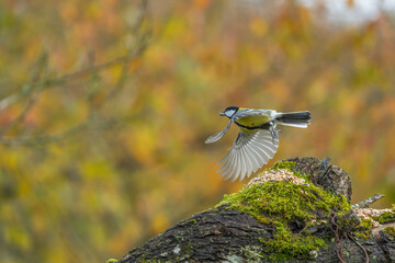 Danish birds at the feeding table: White-throated Sparrow, House Sparrow, Woodpecker