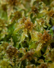 Fotografia macro de musgo Sphagnum o Musgo tubera