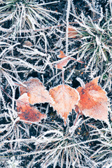Frost-covered leaves and grass in autumn forest. Abstract autumn nature background