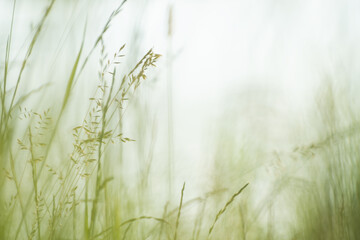 Green grass on the shore of lake at sunset. Abstract summer nature background.