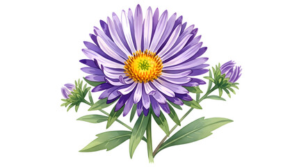 Watercolor painting of an aster flower isolated on transparent background