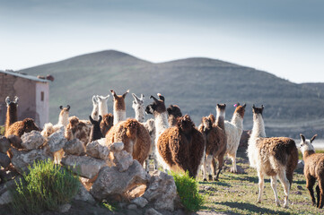 Llamas on a farm near Salar de Uyuni salt flat in Altiplano, Bolivia. Beautiful summer landscape at sunset