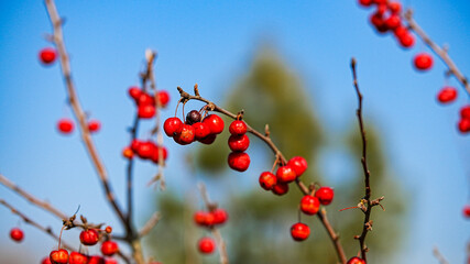 Red berries on branches against clear blue sky