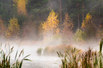 Fog over the lake in the forest at foggy morning. Autumn landscape.