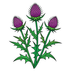 Scottish Thistle Plant Vector Illustration with Purple Flowers