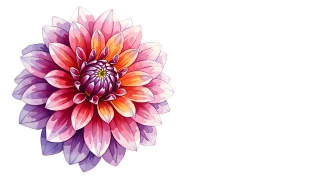 Watercolor dahlia flower isolated on transparent background with pink and purple hues