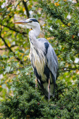 grey heron (Ardea cinerea) in the trees
