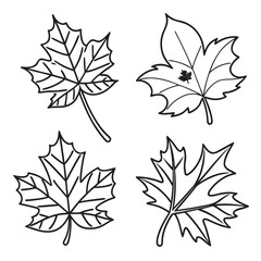 Set of four hand drawn black and white outline maple leaf illustrations on a white background