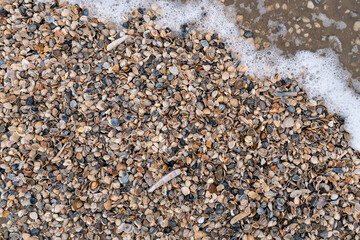 mussels on the beach of Katwijk aan Zee, Netherlands