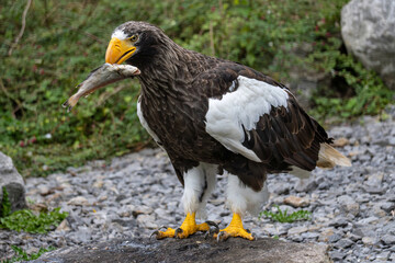 Steller's sea eagle (Haliaeetus pelagicus) eating a fish