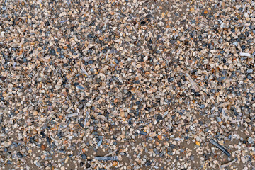 mussels on the beach of Katwijk aan Zee, Netherlands
