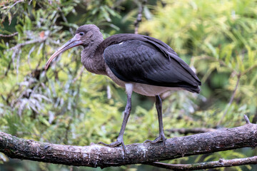 juvenile scarlet ibis (Eudocimus ruber) on a branch