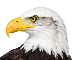 Obraz premium Big eagle looking isolated on transparent background.